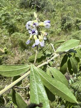 Image of Grassland blue pea