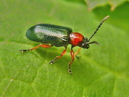 Image of Cereal leaf beetle