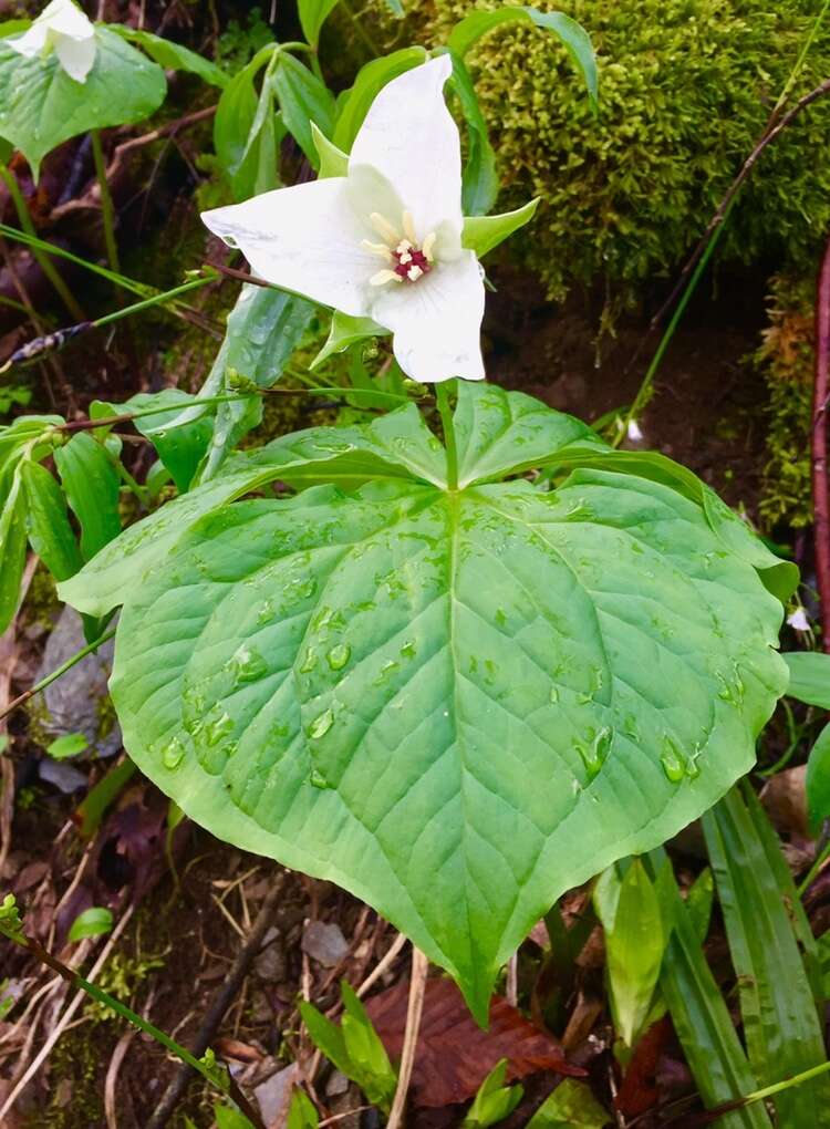 Image of Trillium erectum var. album (Michx.) Pursh