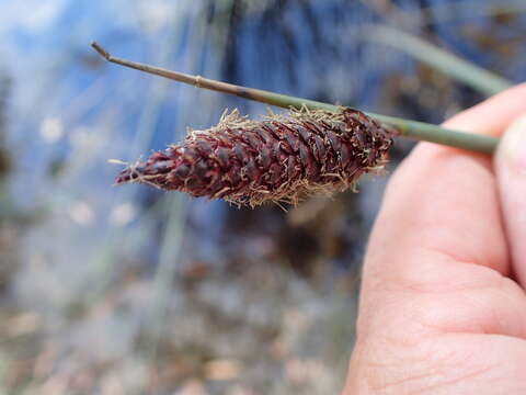 Sivun Lepironia articulata (Retz.) Domin kuva