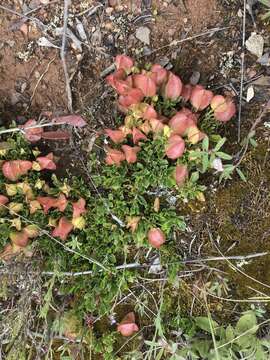 Image de Dodonaea procumbens F. Müll.