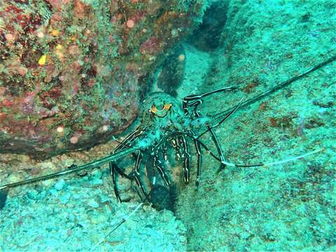 Image of Green Spiny Lobster