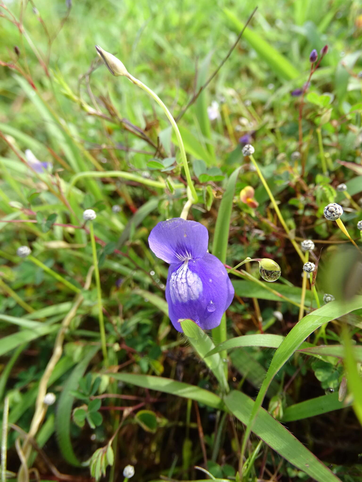 Image of Net Veined Bladderwort