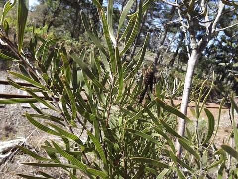 Image of Hakea eriantha R. Br.