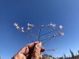 Imagem de Eriastrum eremicum (Jepson) Mason