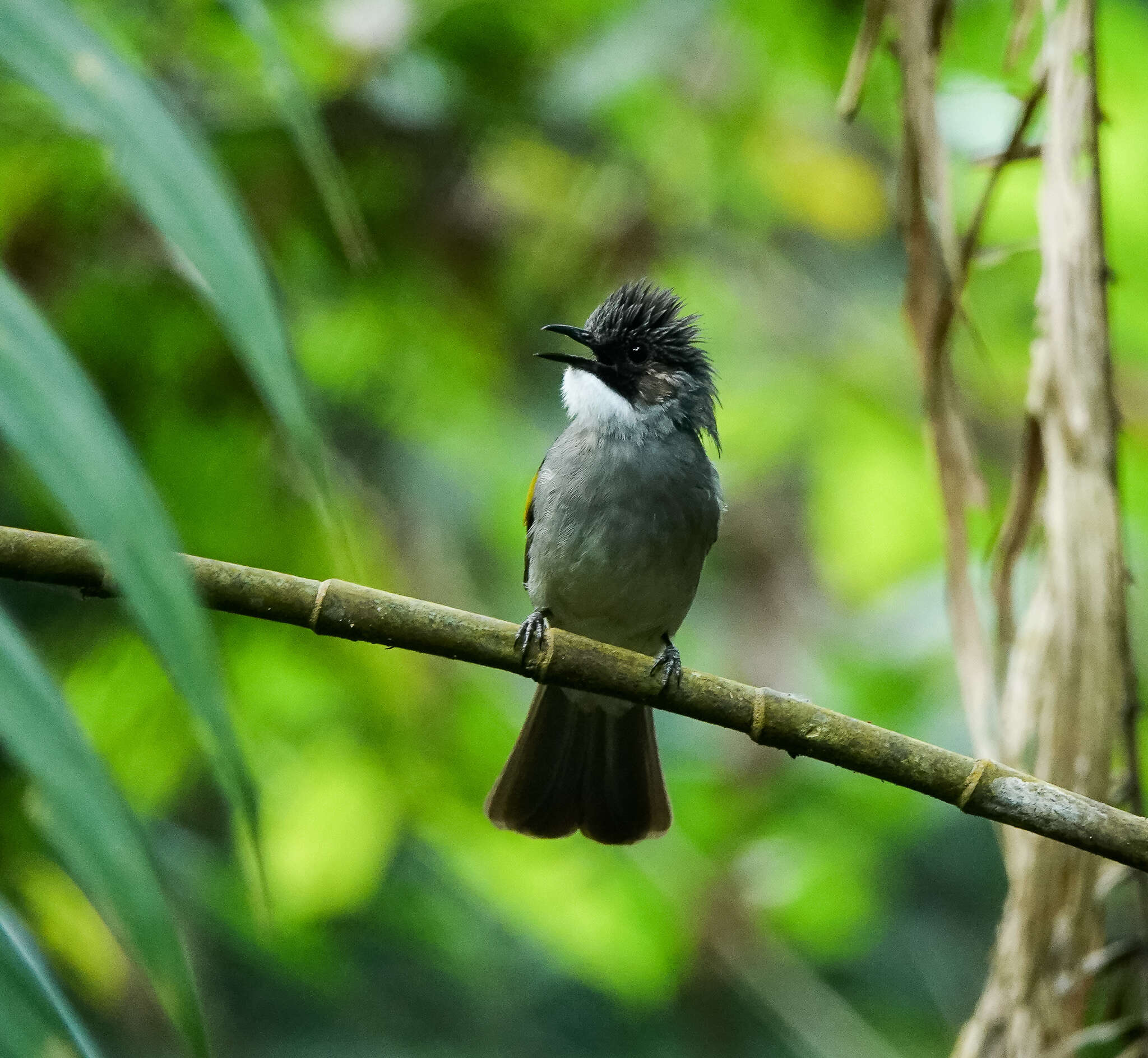 Image of Ashy Bulbul