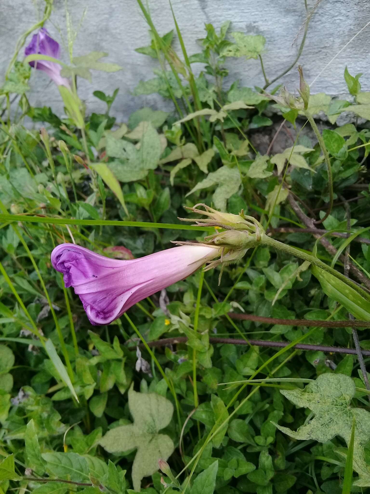 Image of whiteedge morning-glory