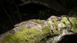 Image of Fiji Island Boa