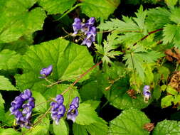 Aconitum nasutum Rchb.的圖片