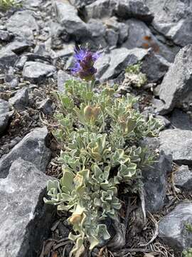 Image of Salvia dorrii var. clokeyi Strachan