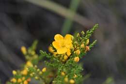 Imagem de Hypericum laricifolium Juss.