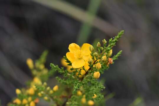 Imagem de Hypericum laricifolium Juss.