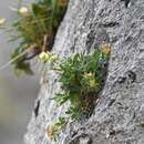 Image of Anthyllis vulneraria subsp. pindicola Cullen