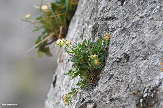 Image of Anthyllis vulneraria subsp. pindicola Cullen