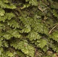 Image de Hymenophyllum dicranotrichum (Presl) Sadeb.