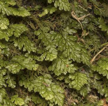 Image of Hymenophyllum dicranotrichum (Presl) Sadeb.