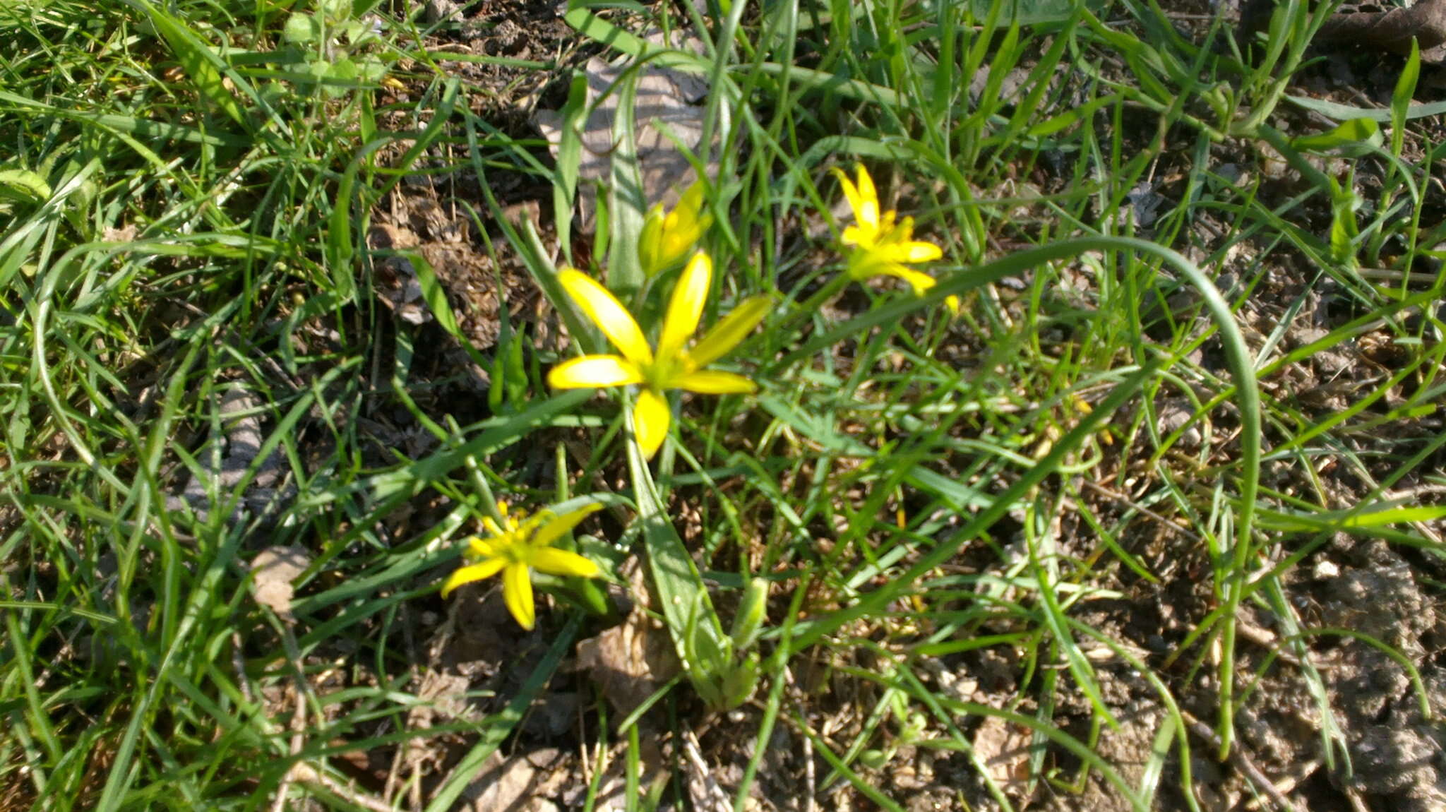 Image of field star-of-bethlehem