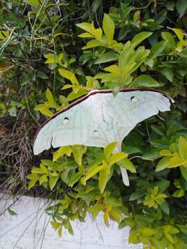 Image of Actias ningpoana Felder & C. 1862