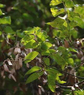 Image of Ventilago madraspatana Gaertn.