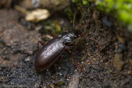 Image of <i>Nebria intermedia</i>