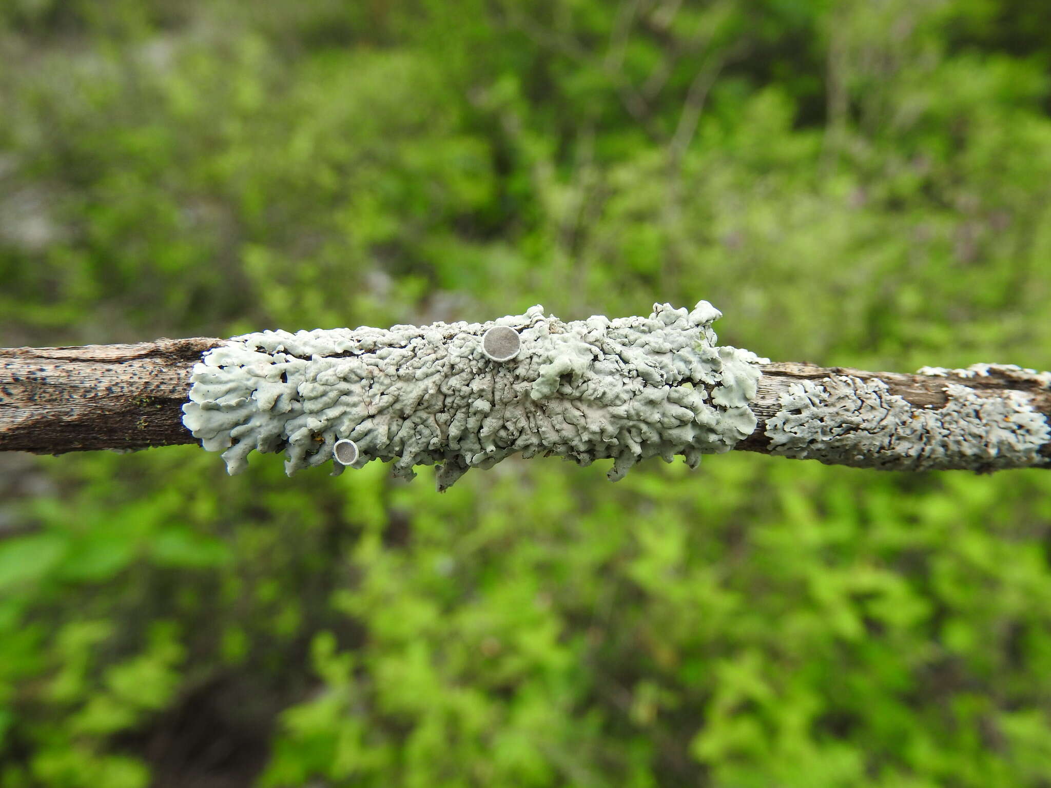 Image de Physcia undulata Moberg