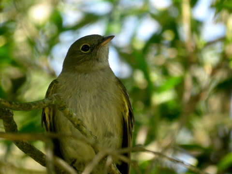 Image of Olivaceous Elaenia