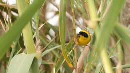 Image de Paruline à couronne jaune