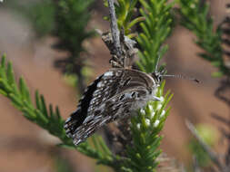 Image of Lepidochrysops littoralis (Swanepoel 1983)