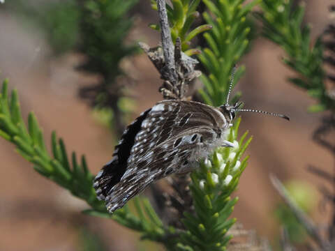 Image of Lepidochrysops littoralis (Swanepoel 1983)