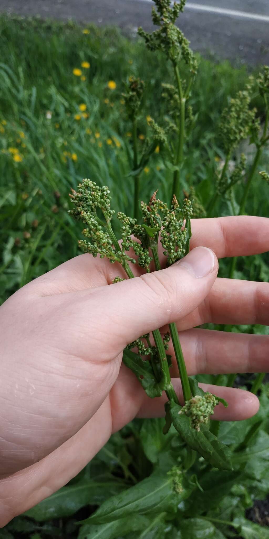 Imagem de Rumex rugosus Campd.