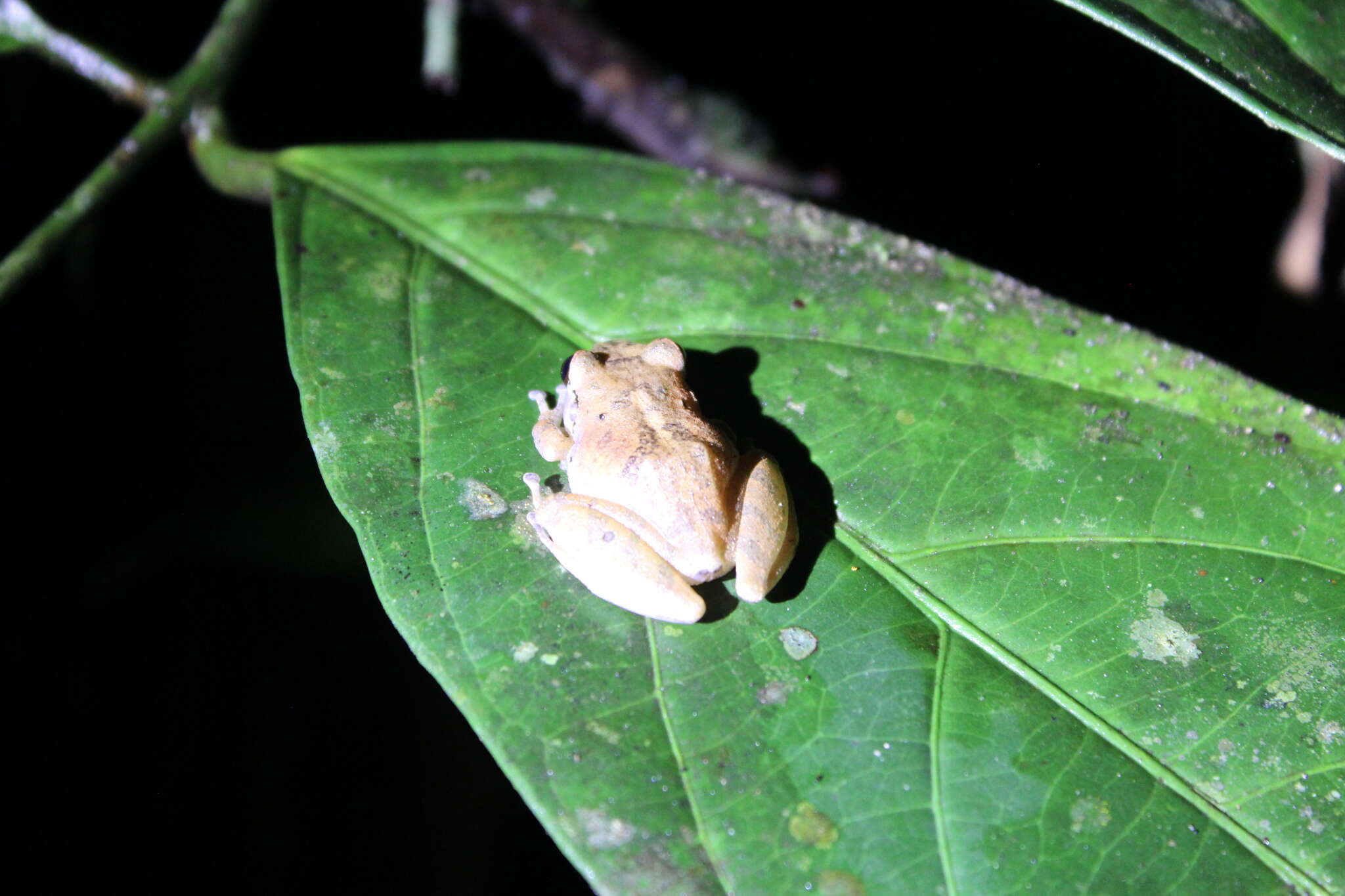 Image of Pristimantis reichlei Padial & De la Riva 2009