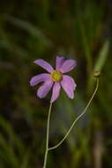 صورة Coreopsis nudata Nutt.