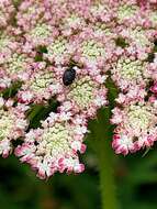 Image of Sap beetle