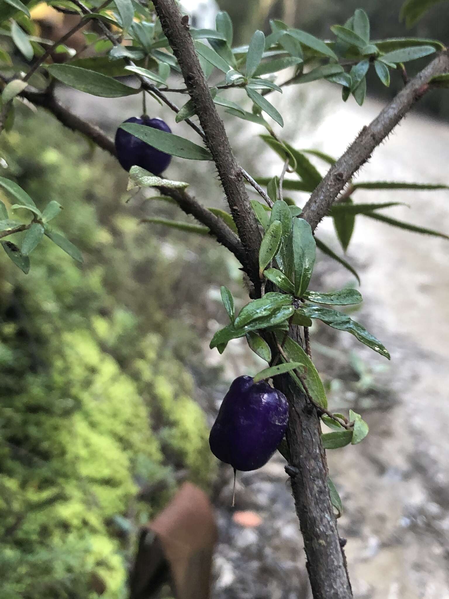 Imagem de Billardiera longiflora Labill.