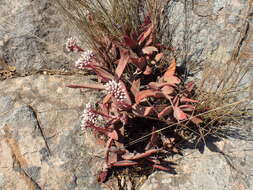 Image of Crassula perfoliata var. heterotricha (Schinz) Tölken