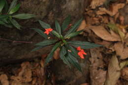 Image of Impatiens verticillata Wight