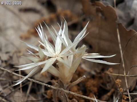 Слика од Chardinia orientalis (L.) O. Kuntze