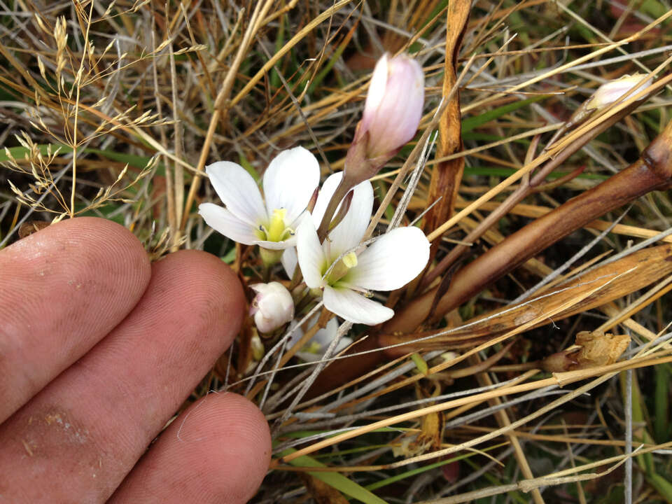 صورة Gentianella corymbifera (T. Kirk) Holub