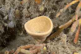 Image of North atlantic cup sponge