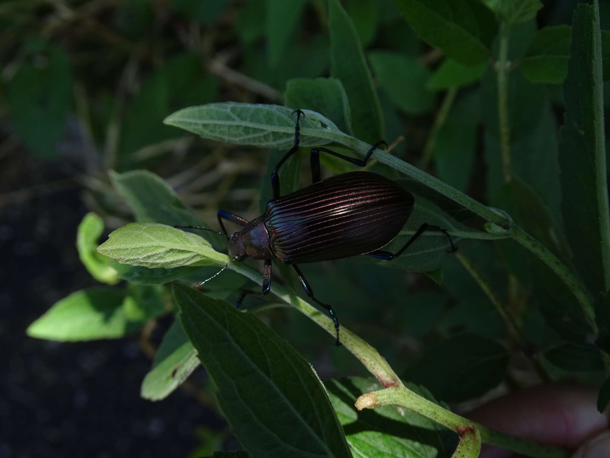 Image of <i>Andocamaria formosana</i>