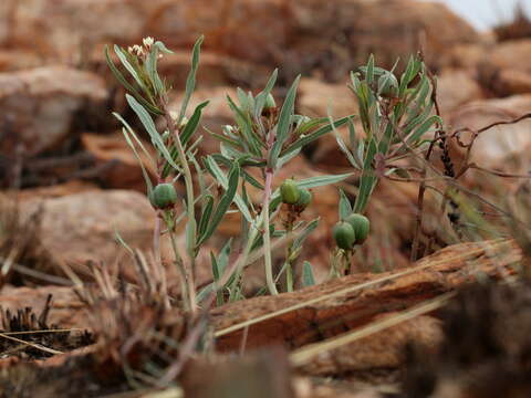 Image of Jatropha lagarinthoides Sond.