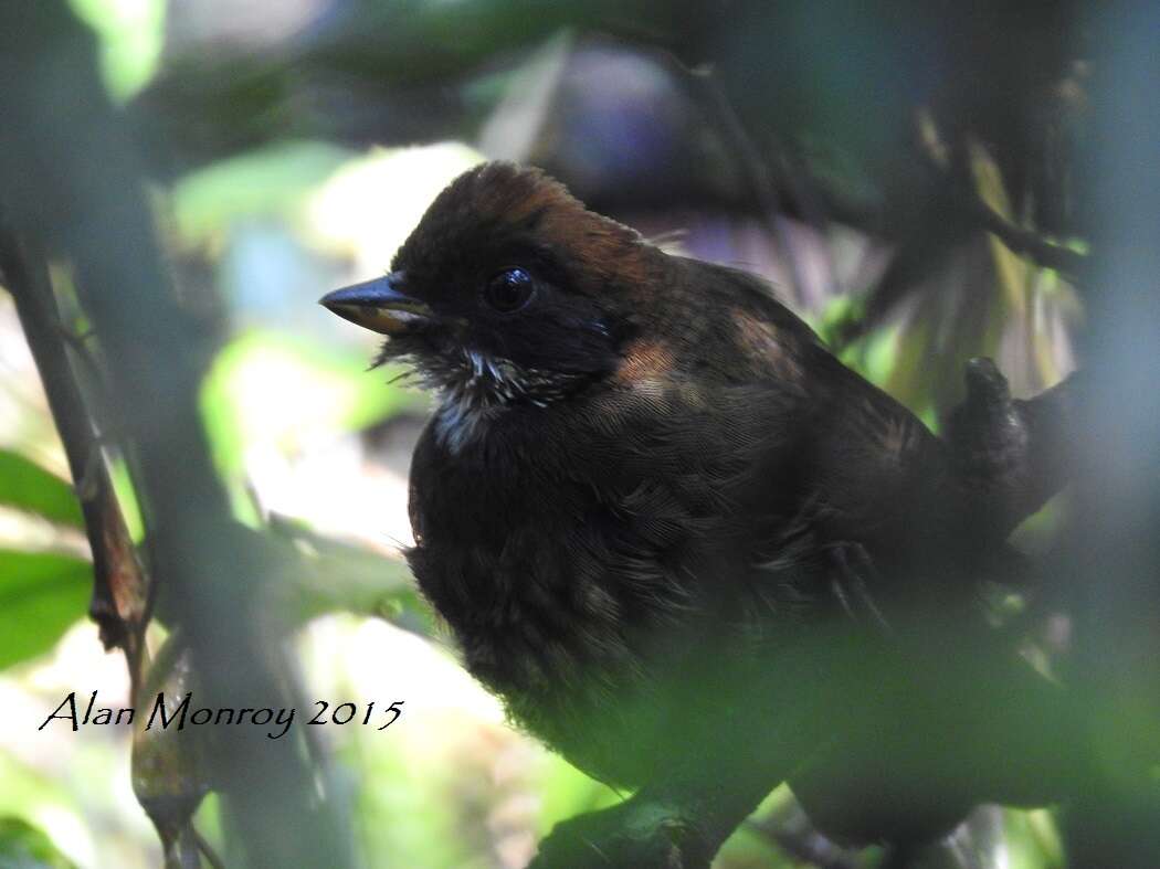 Image of Chestnut-capped Brush Finch