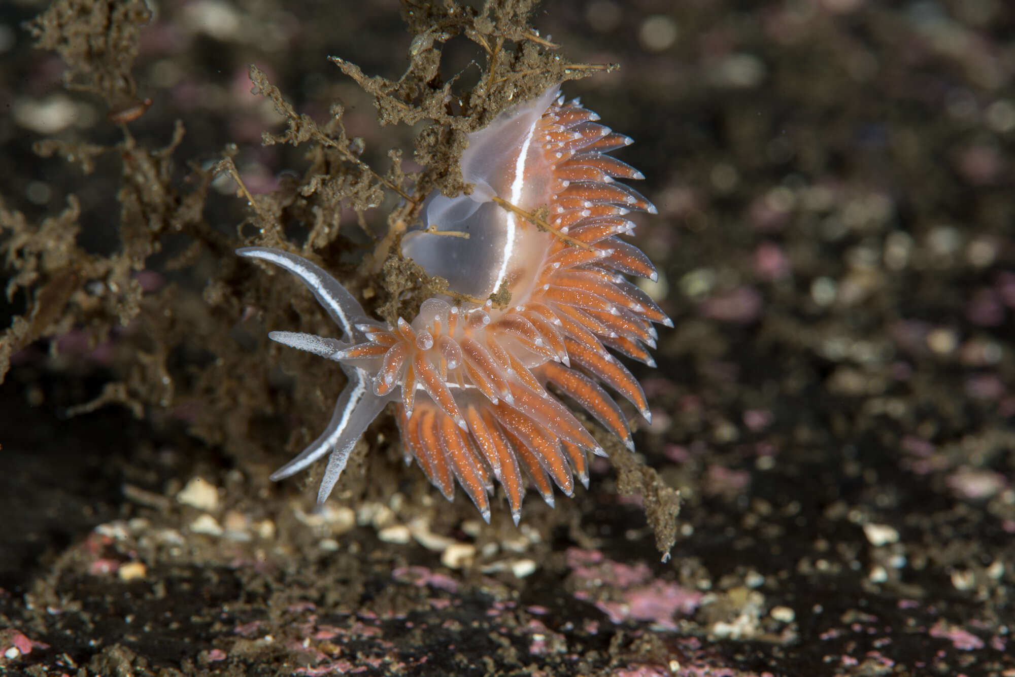 Coryphella orjani (Korshunova, Martynov, Bakken, Evertsen, Fletcher, Mudianta, Saito, Lundin, Schrödl & Picton 2017) resmi