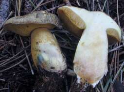 Imagem de Suillus tomentosus Singer 1960