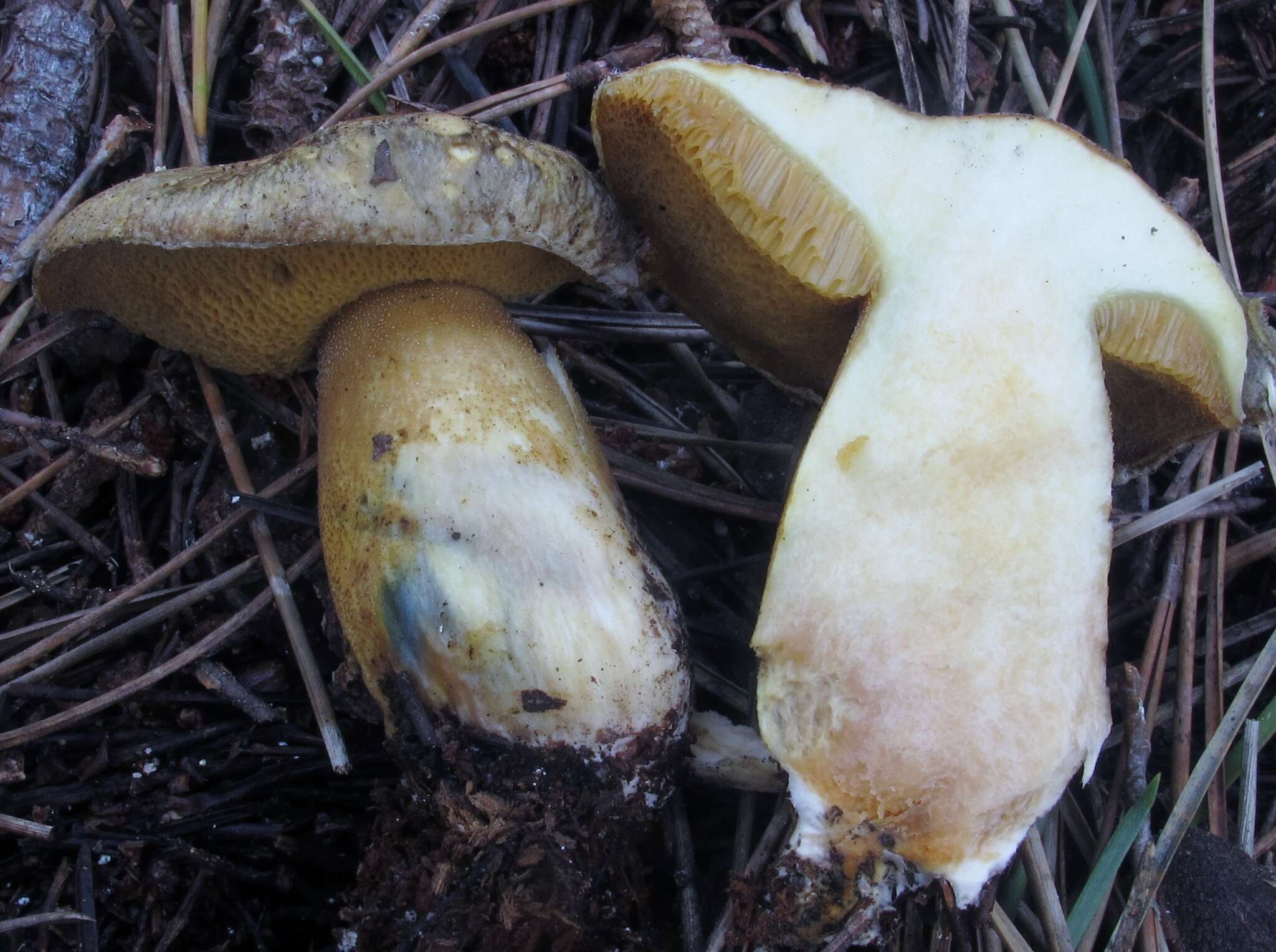 Imagem de Suillus tomentosus Singer 1960