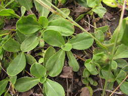 Image of Noticastrum decumbens (Baker) Cuatrec.