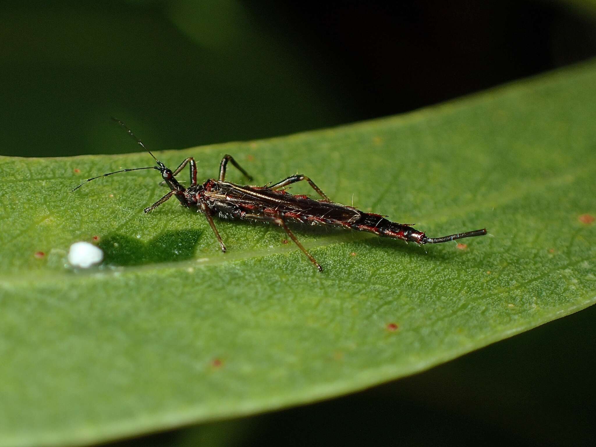 Image of Idolothrips