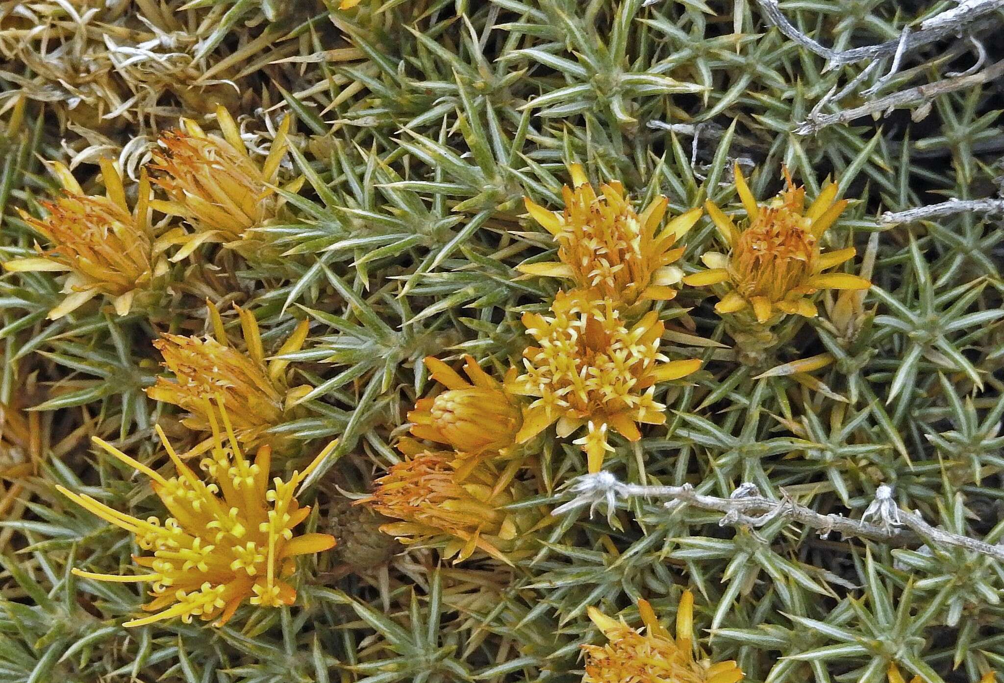 Image of Chuquiraga aurea Skottsb.