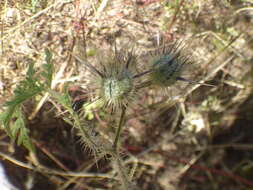 صورة Solanum lumholtzianum Robinson