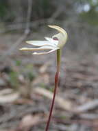 Image of Caladenia gracilis R. Br.